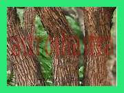 cutch tree chaal